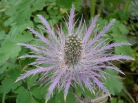 image of flower