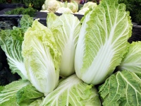 image of cabbage #15