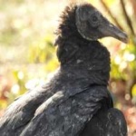 image of bird