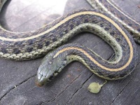 image of garter_snake #12