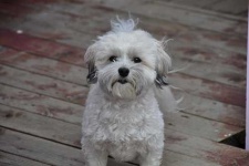 image of animal