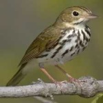 image of bird