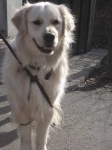 image of golden_retriever