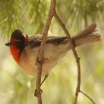 image of bird