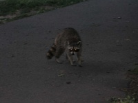 image of animal