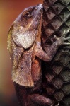 image of frilled_lizard