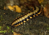 image of centipede