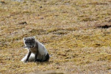 image of arctic_fox