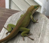 image of green_lizard