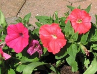 image of petunia #4