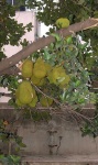 image of jackfruit