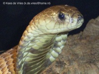 image of indian_cobra #31