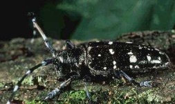 image of long_horned_beetle
