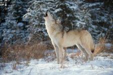 image of wolf #31
