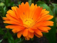 image of flower