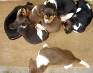image of beagle
