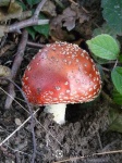 image of agaric