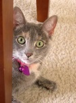 image of animal