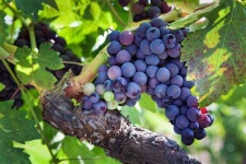 image of grapes #31