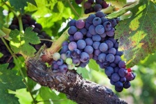 image of grapes