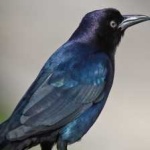 image of bird