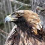 image of bird