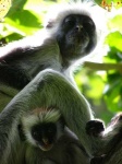 image of colobus #9