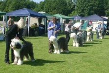 image of old_english_sheepdog #31