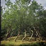 image of tree