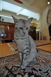 image of animal
