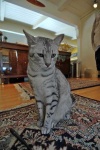 image of egyptian_mau #9