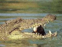 image of animal