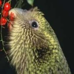 image of bird