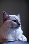 image of animal