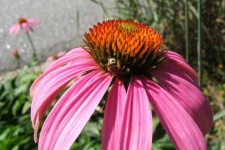 image of flower