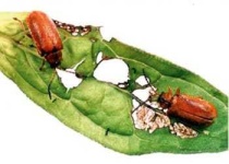 image of ground_beetle #8