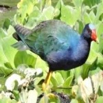 image of bird