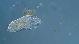 image of parasitic_flatworms