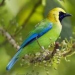 image of bird