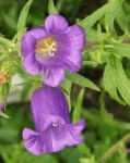 image of flower