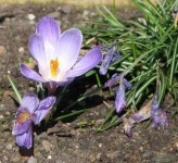 image of flower