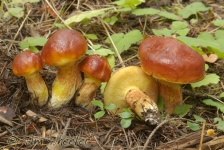 image of mushrooms
