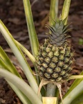 image of pineapple