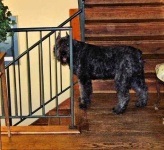 image of bouvier_des_flandres