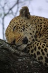 image of leopard