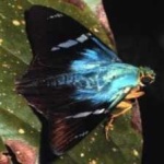 image of animal