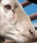 image of animal
