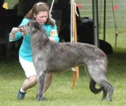 image of scottish_deerhound #29