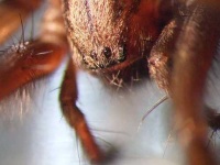 image of tarantula #2