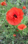image of flower